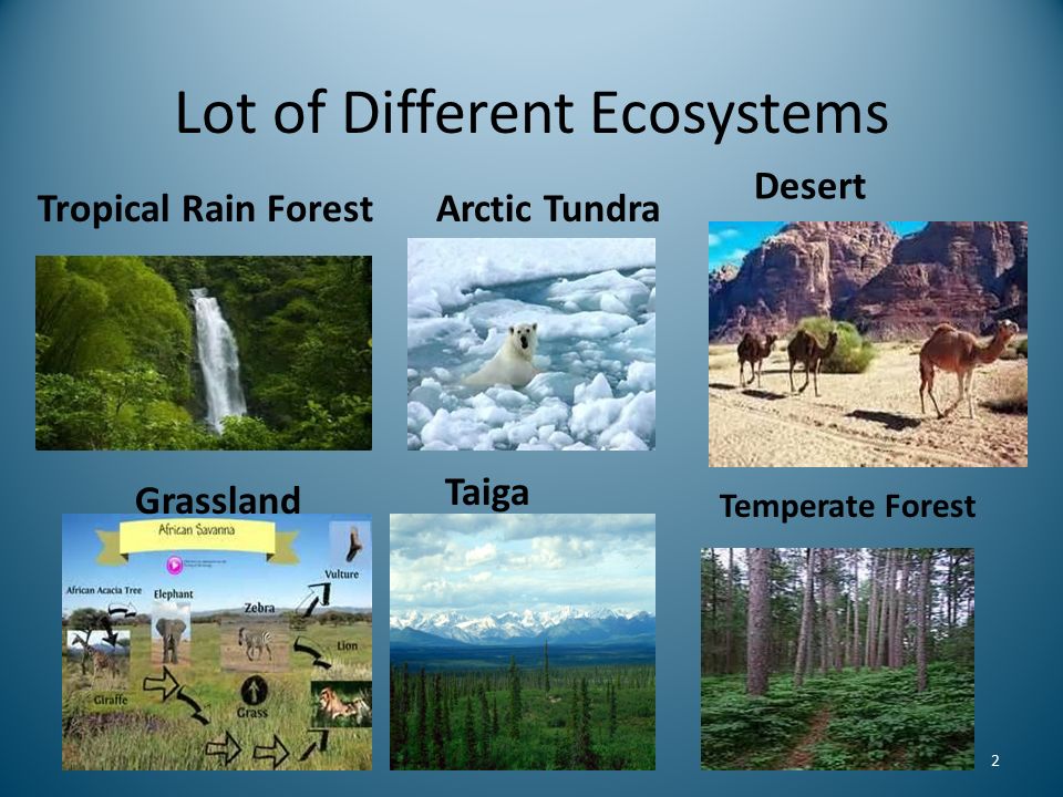 types of terrestrial ecology
